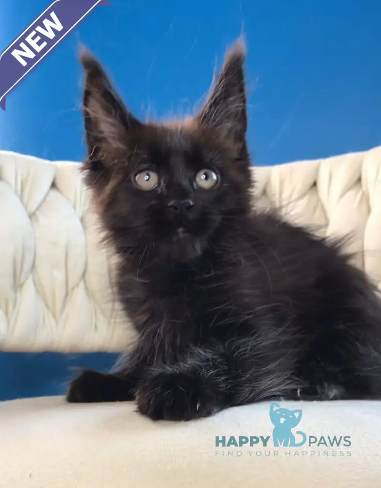 Ramira Maine Coon female black live animals
