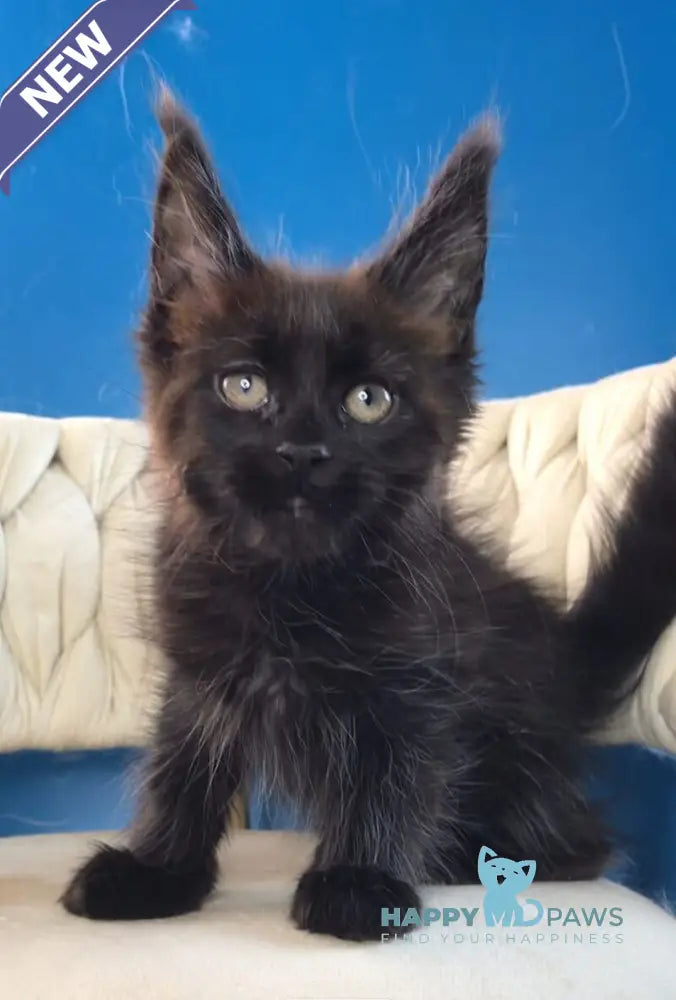 Ramira Maine Coon female black live animals