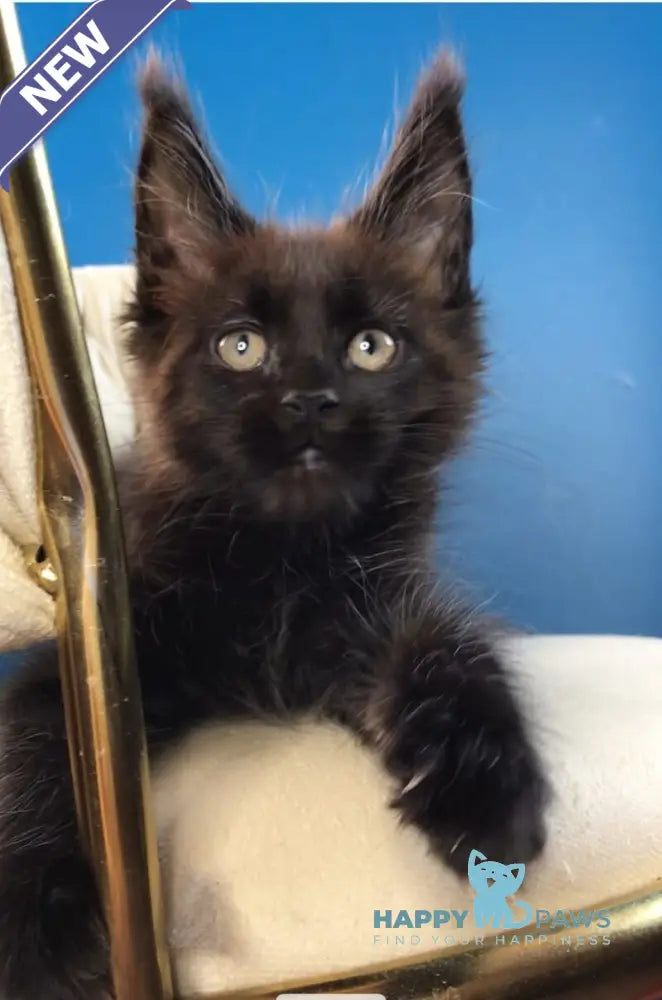 Ramira Maine Coon female black live animals