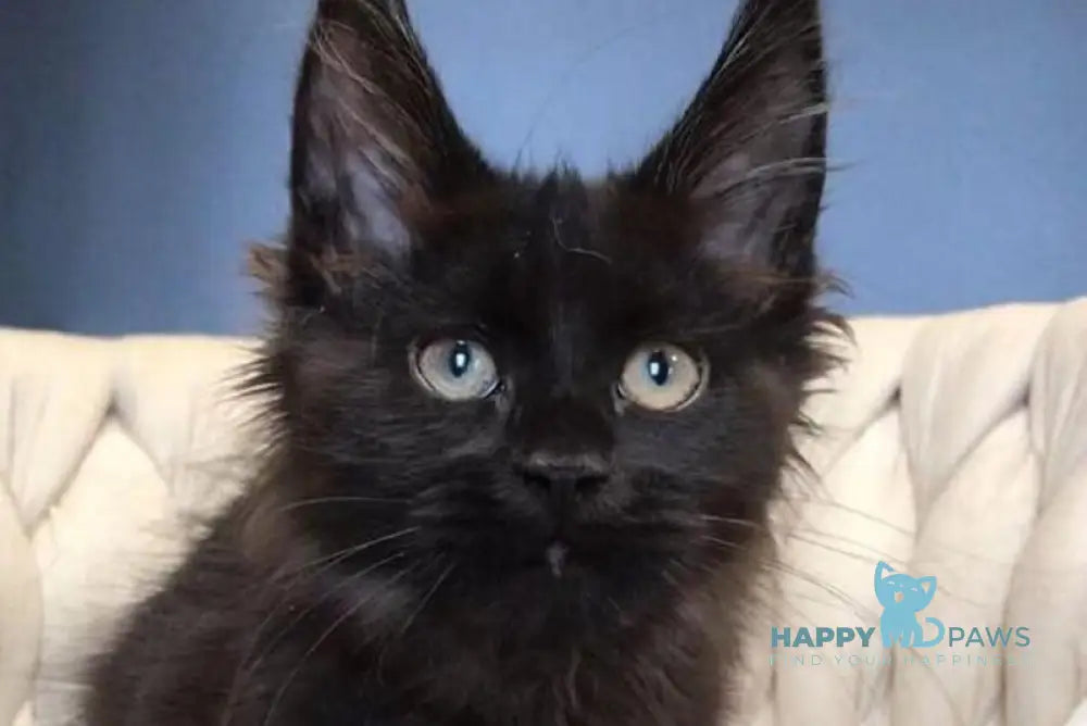 Ramira Maine Coon female black live animals