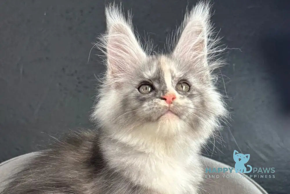 Ramira Maine Coon female black tortie silver live animals