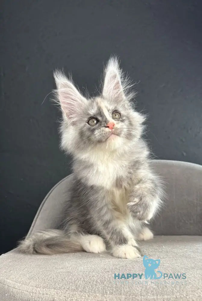 Ramira Maine Coon female black tortie silver live animals