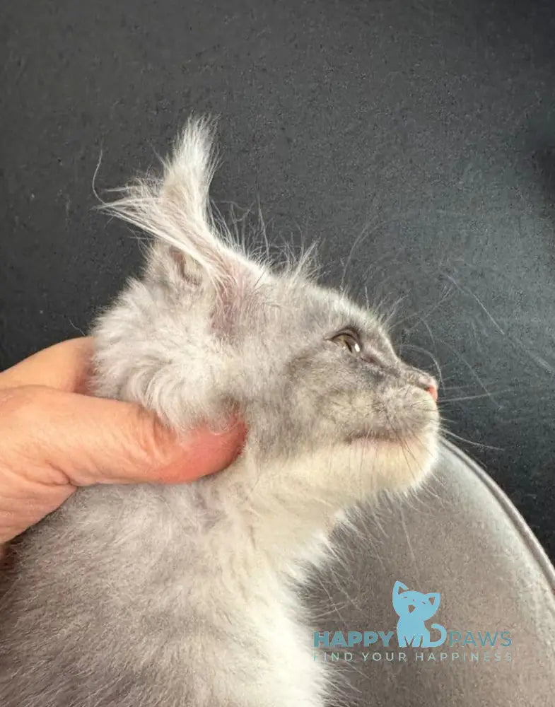 Ramira Maine Coon female black tortie silver live animals