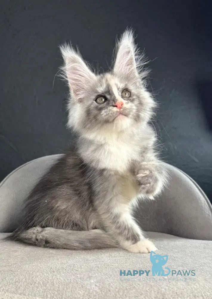 Ramira Maine Coon female black tortie silver live animals