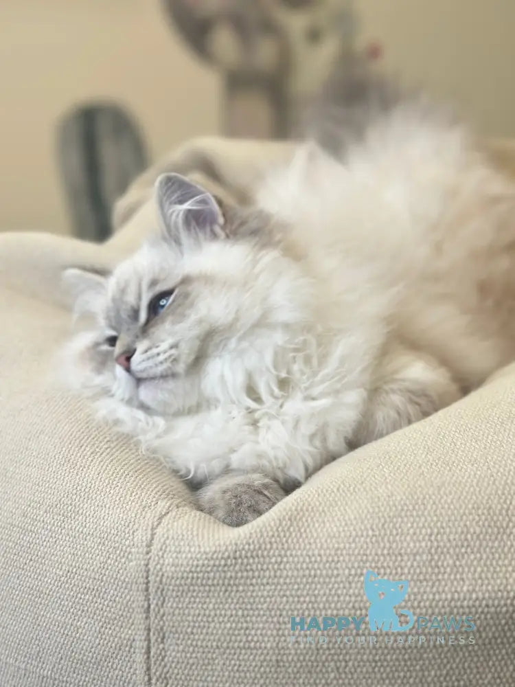 Ramon Neva Masquerade male blue pointed live animals