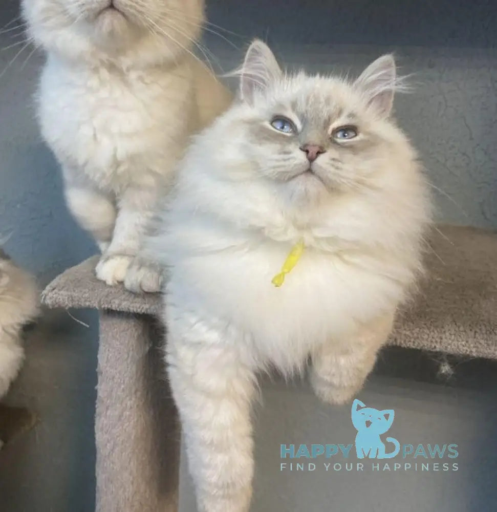 Ramon Neva Masquerade male blue pointed live animals