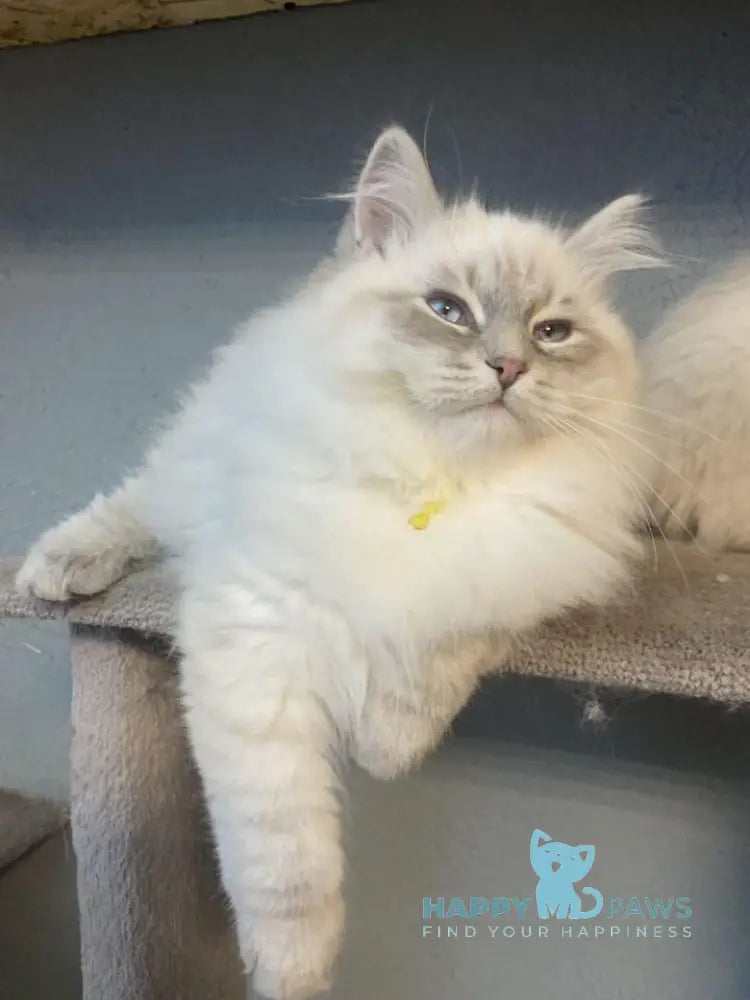 Ramon Neva Masquerade male blue pointed live animals