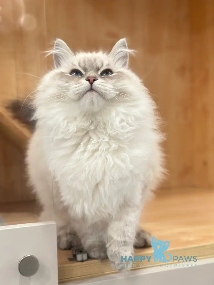 Ramon Neva Masquerade male blue pointed live animals