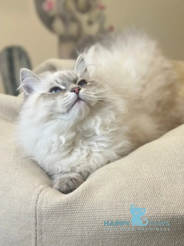 Ramon Neva Masquerade male blue pointed live animals