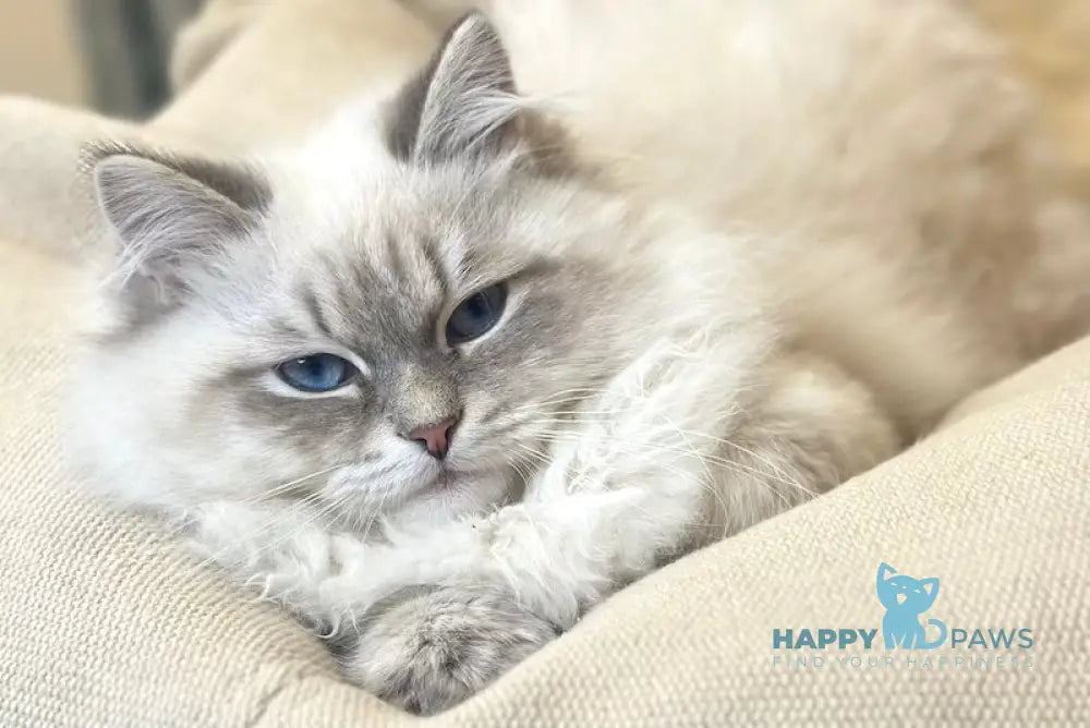 Ramon Neva Masquerade male blue pointed live animals