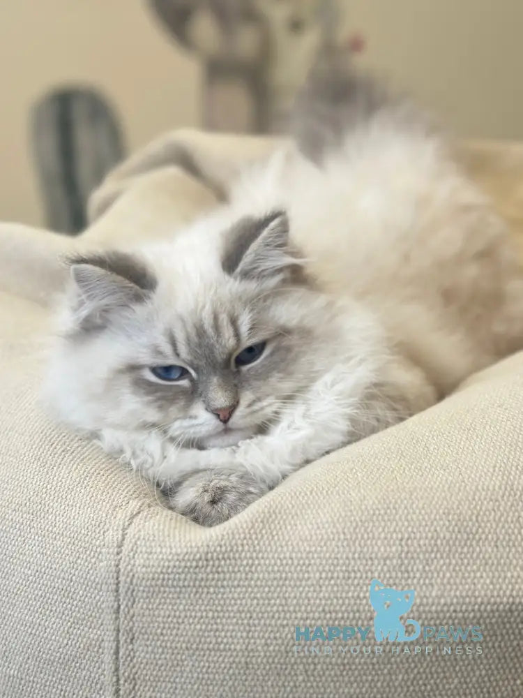 Ramon Neva Masquerade male blue pointed live animals