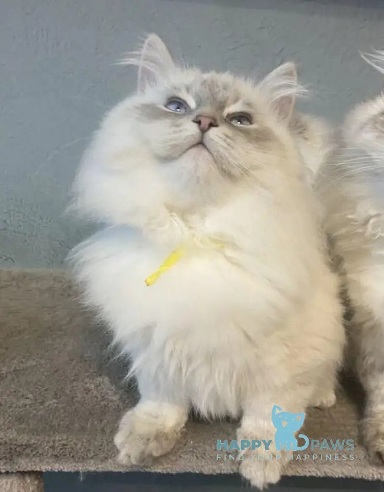 Ramon Neva Masquerade male blue pointed live animals