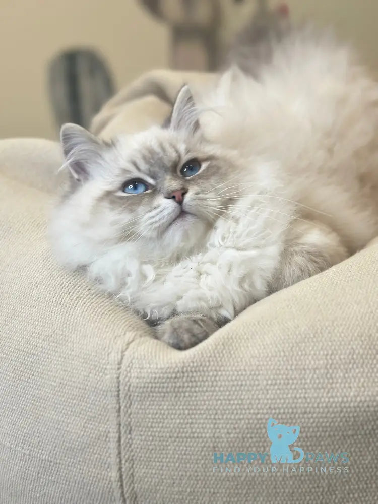 Ramon Neva Masquerade male blue pointed live animals