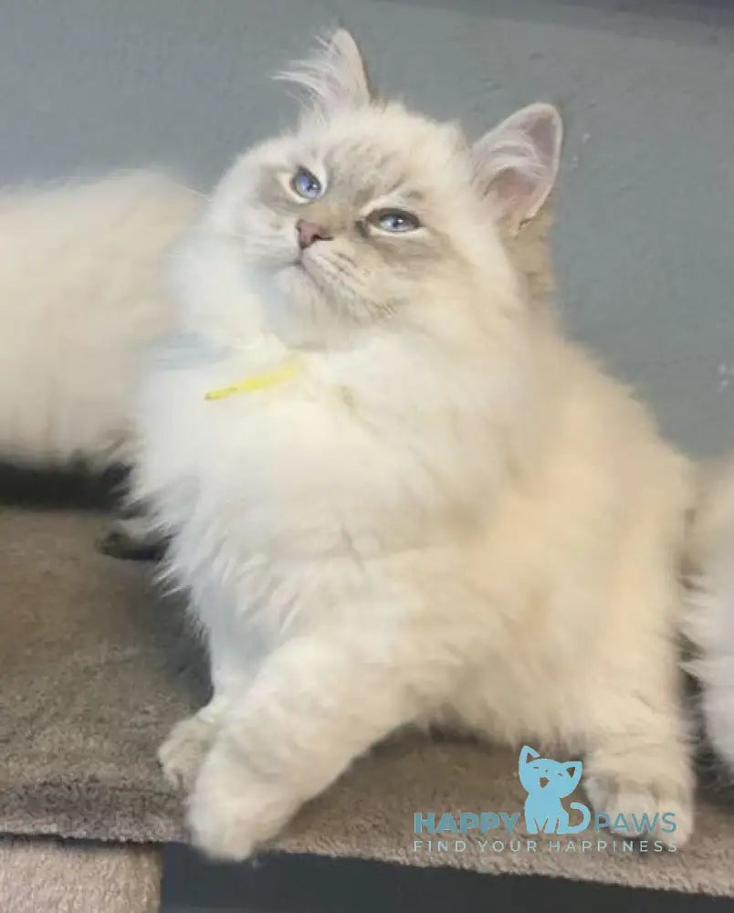 Ramon Neva Masquerade male blue pointed live animals