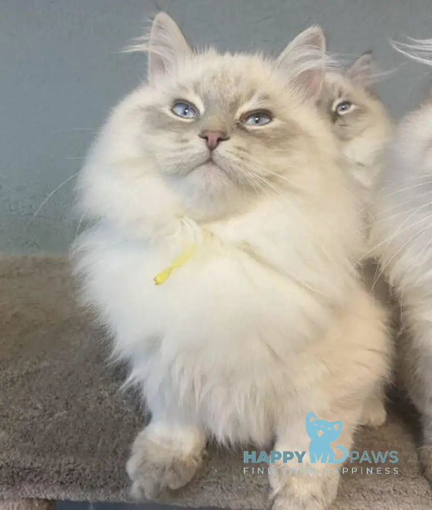 Ramon Neva Masquerade male blue pointed live animals