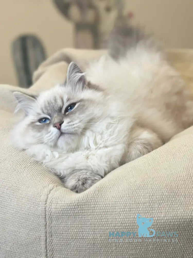 Ramon Neva Masquerade male blue pointed live animals