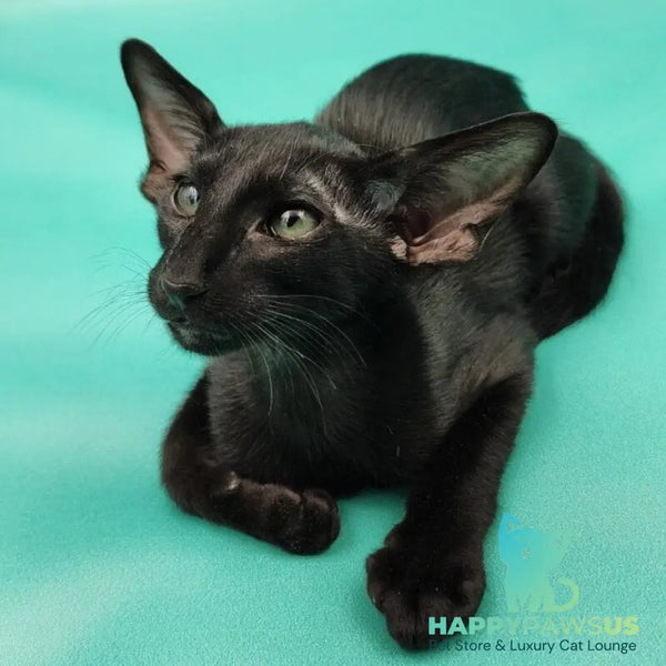 Ramses Oriental Shorthair male black - live animals