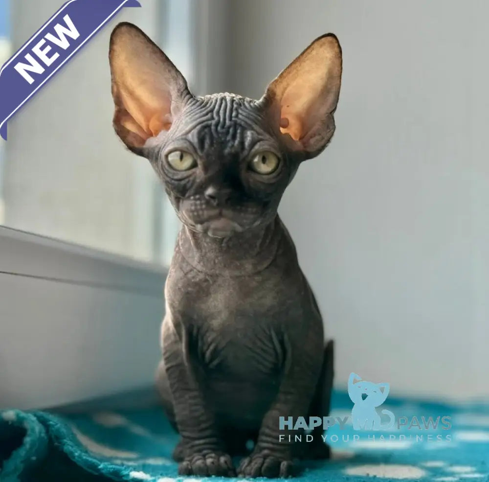 Ramzes Canadian Sphynx male black live animals