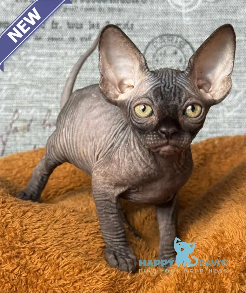 Ramzes Canadian Sphynx male black live animals