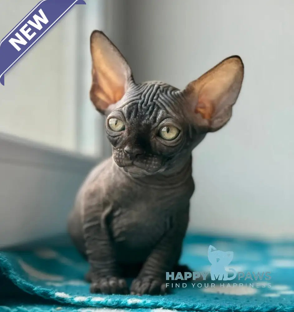 Ramzes Canadian Sphynx male black live animals