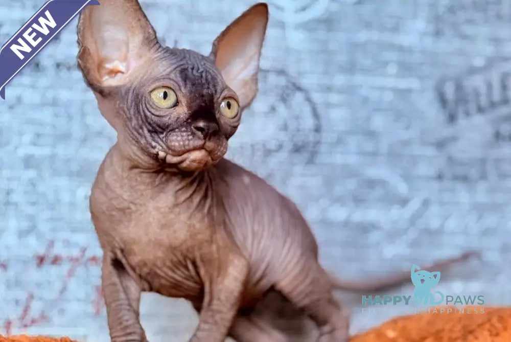 Ramzes Canadian Sphynx male black live animals