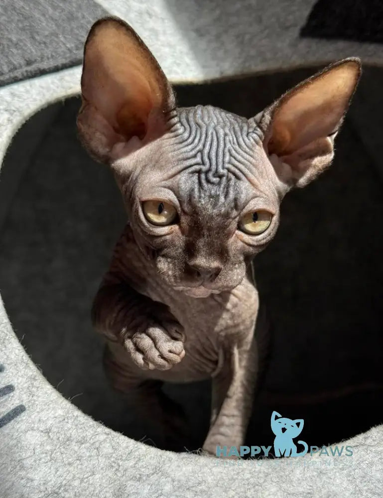 Ramzes Canadian Sphynx male black live animals