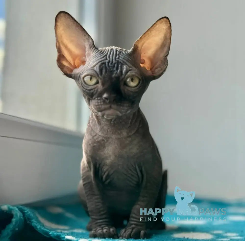 Ramzes Canadian Sphynx male black live animals