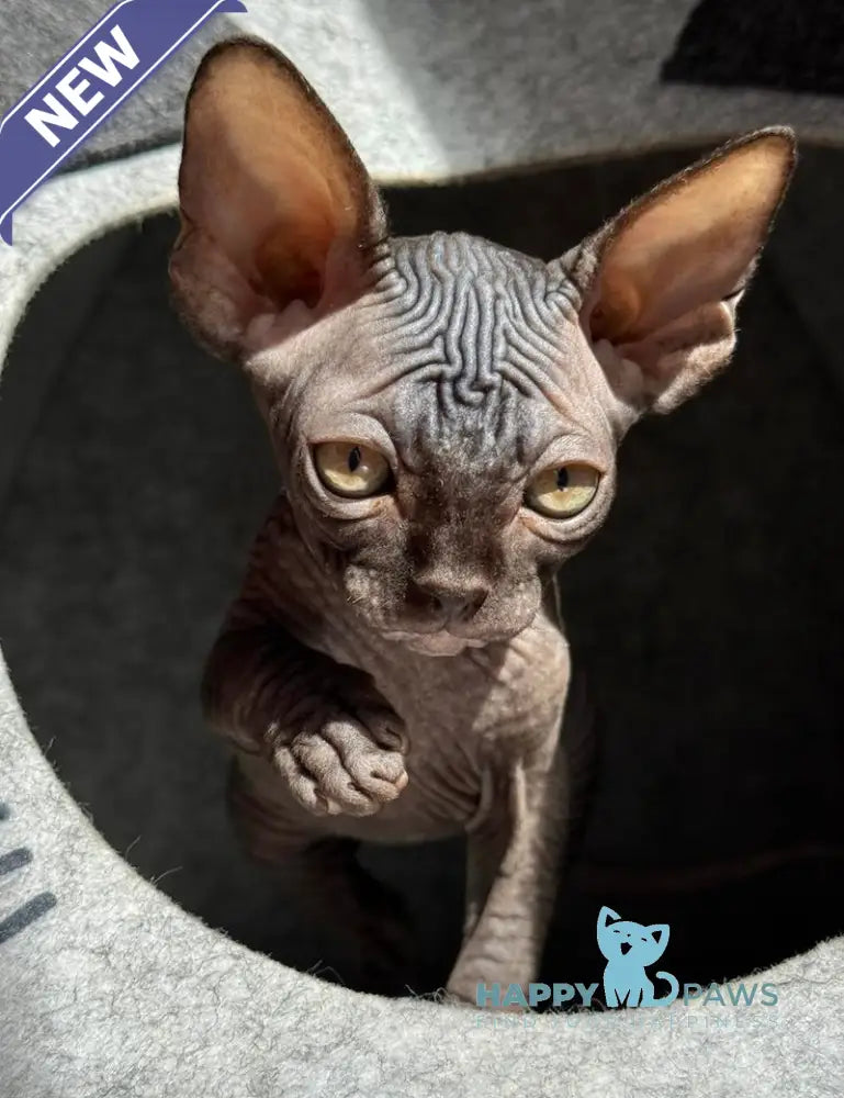 Ramzes Canadian Sphynx male black live animals
