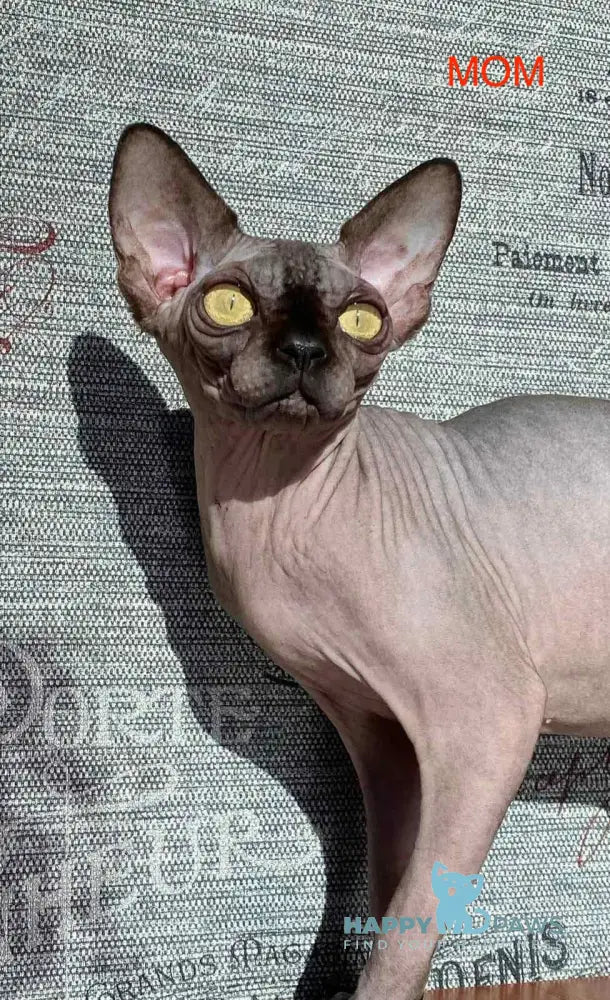 Ramzes Canadian Sphynx male black live animals