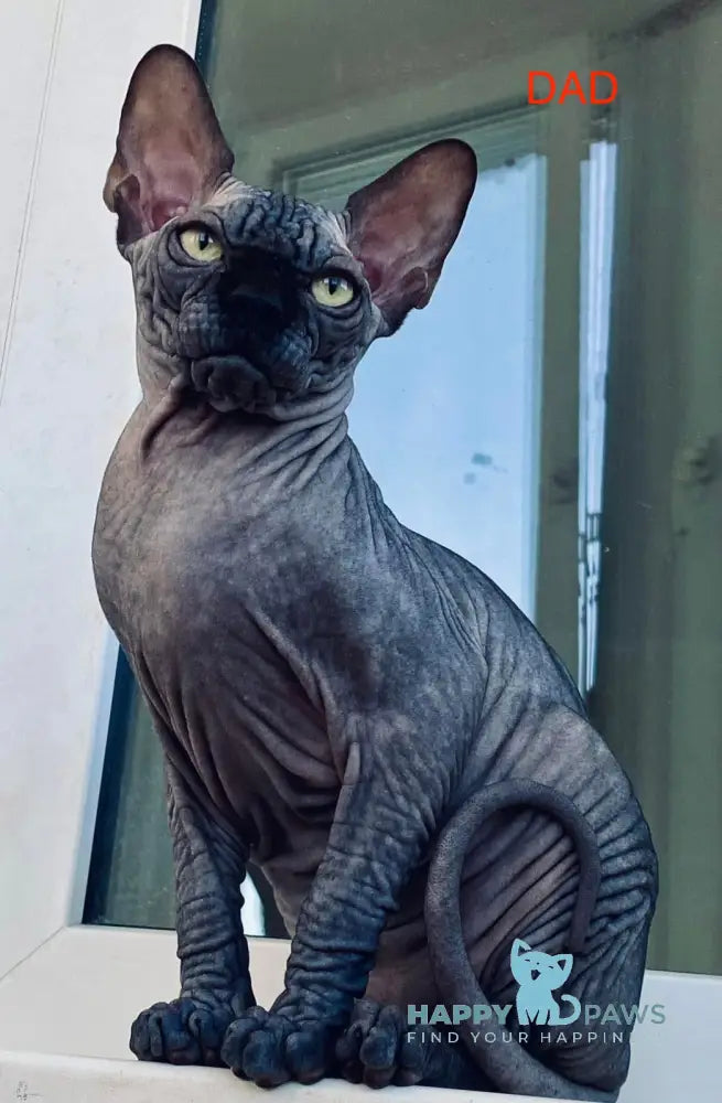 Ramzes Canadian Sphynx male black live animals