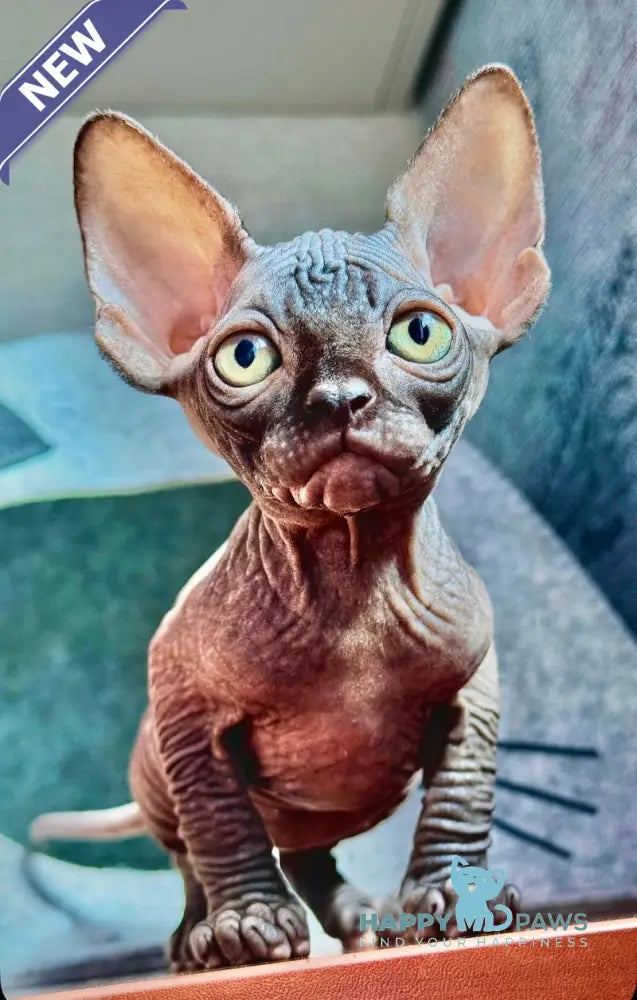 Ramzes Canadian Sphynx male black live animals