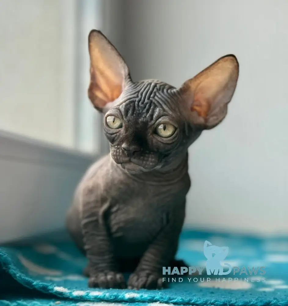 Ramzes Canadian Sphynx male black live animals