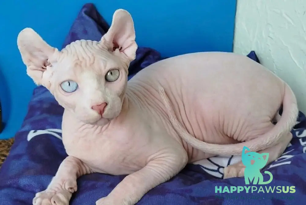 Ramzes Elf male white - live animals