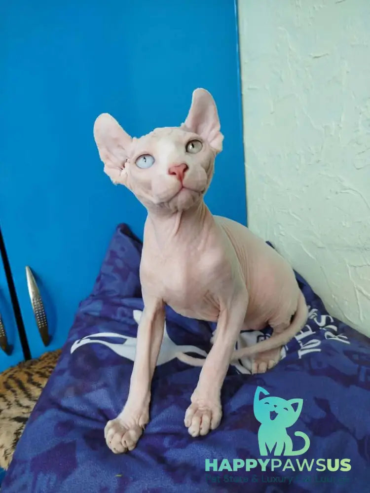 Ramzes Elf male white - live animals
