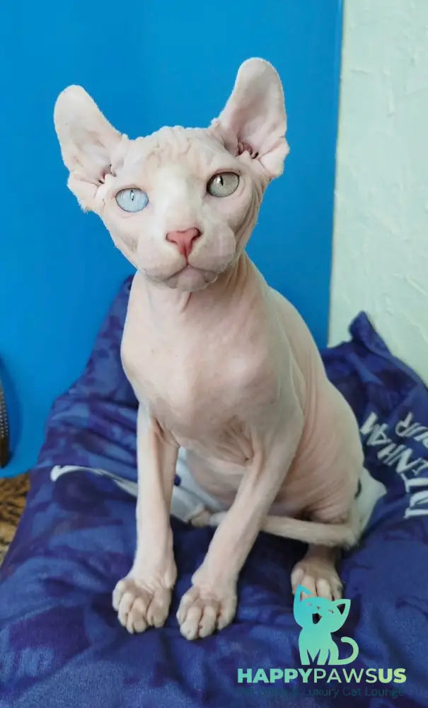 Ramzes Elf male white - live animals