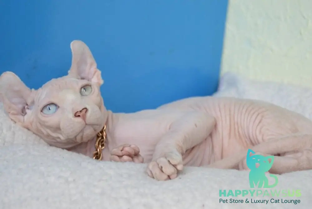 Ramzes Elf male white - live animals