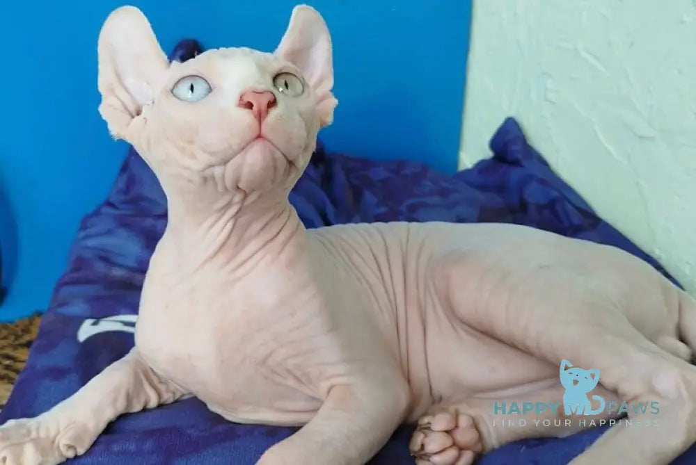 Ramzes Elf male white - live animals
