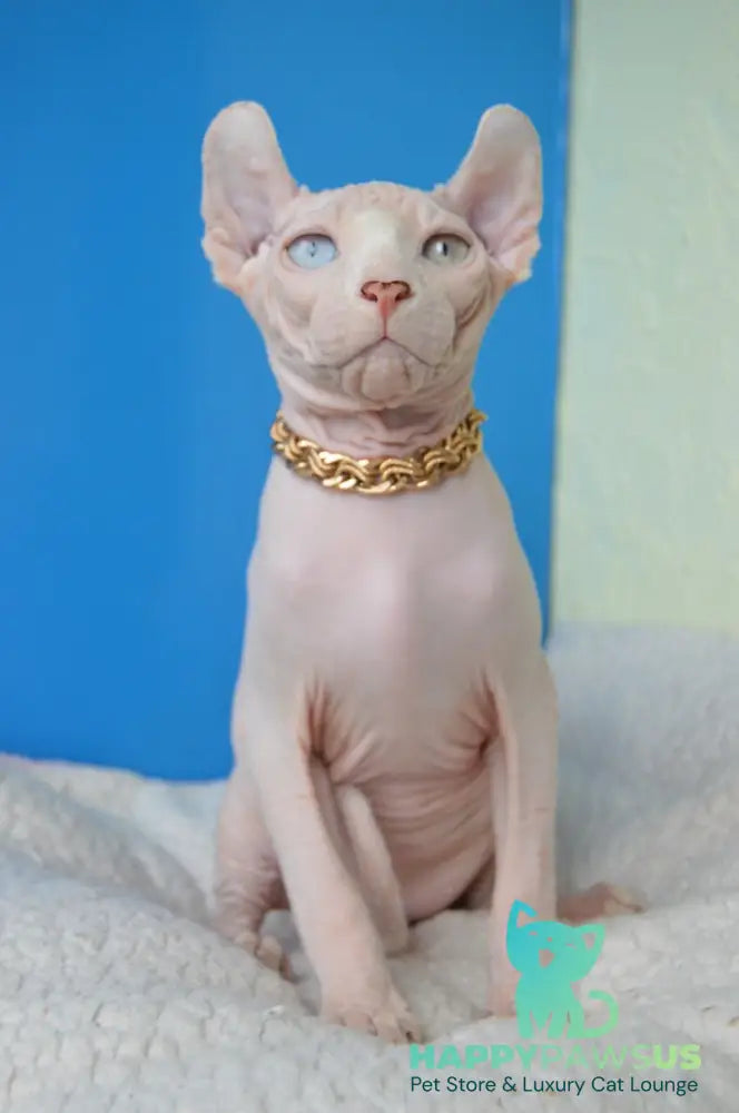 Ramzes Elf male white - live animals