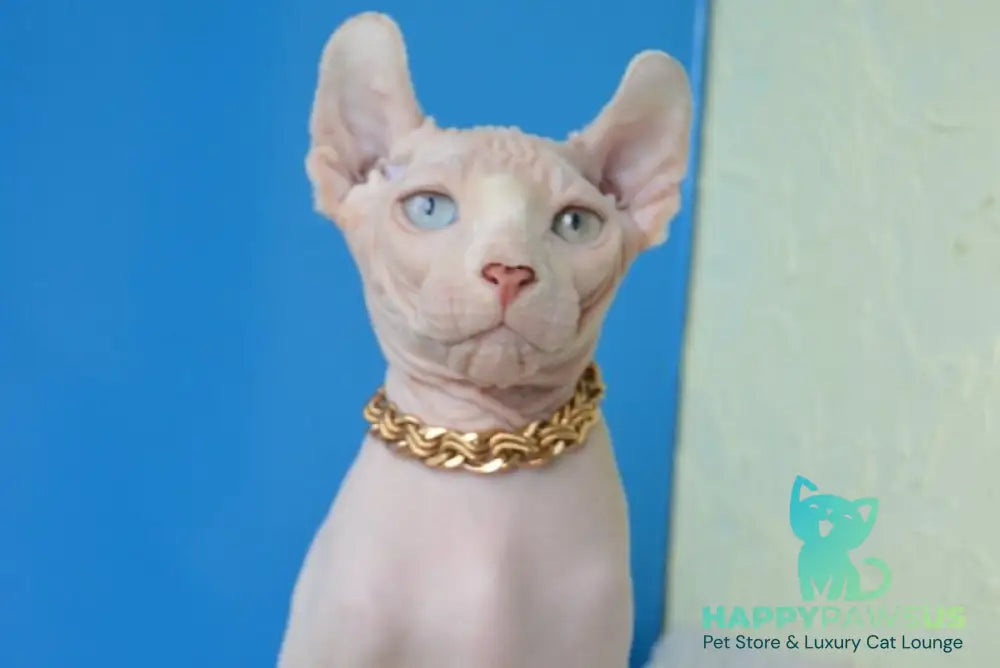 Ramzes Elf male white - live animals