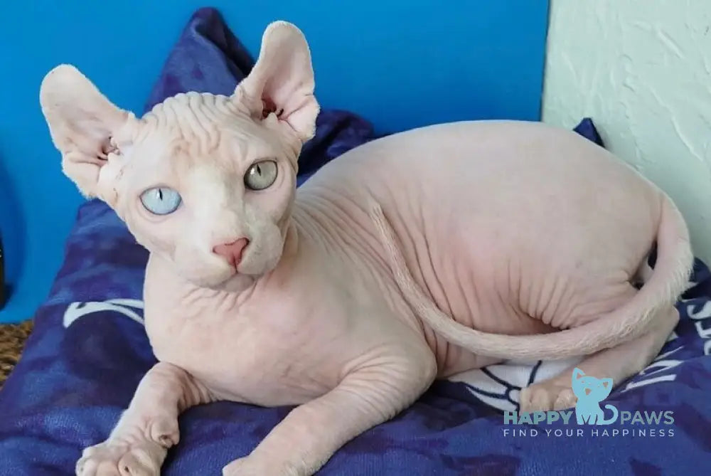 Ramzes Elf male white - live animals