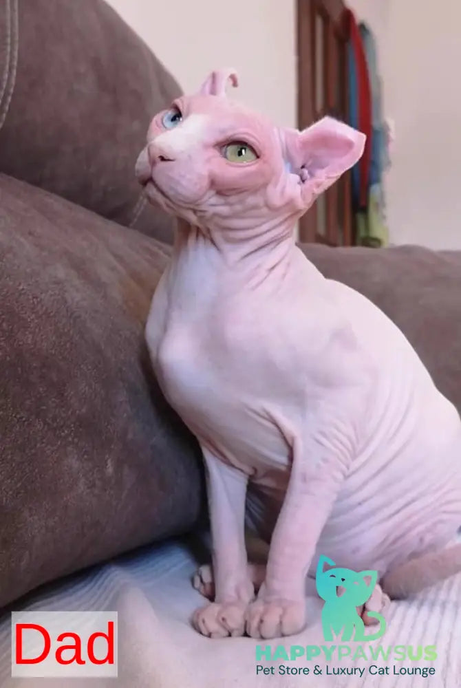 Ramzes Elf male white - live animals