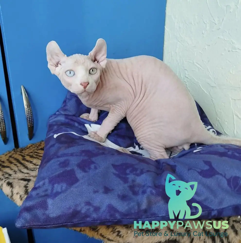 Ramzes Elf male white - live animals