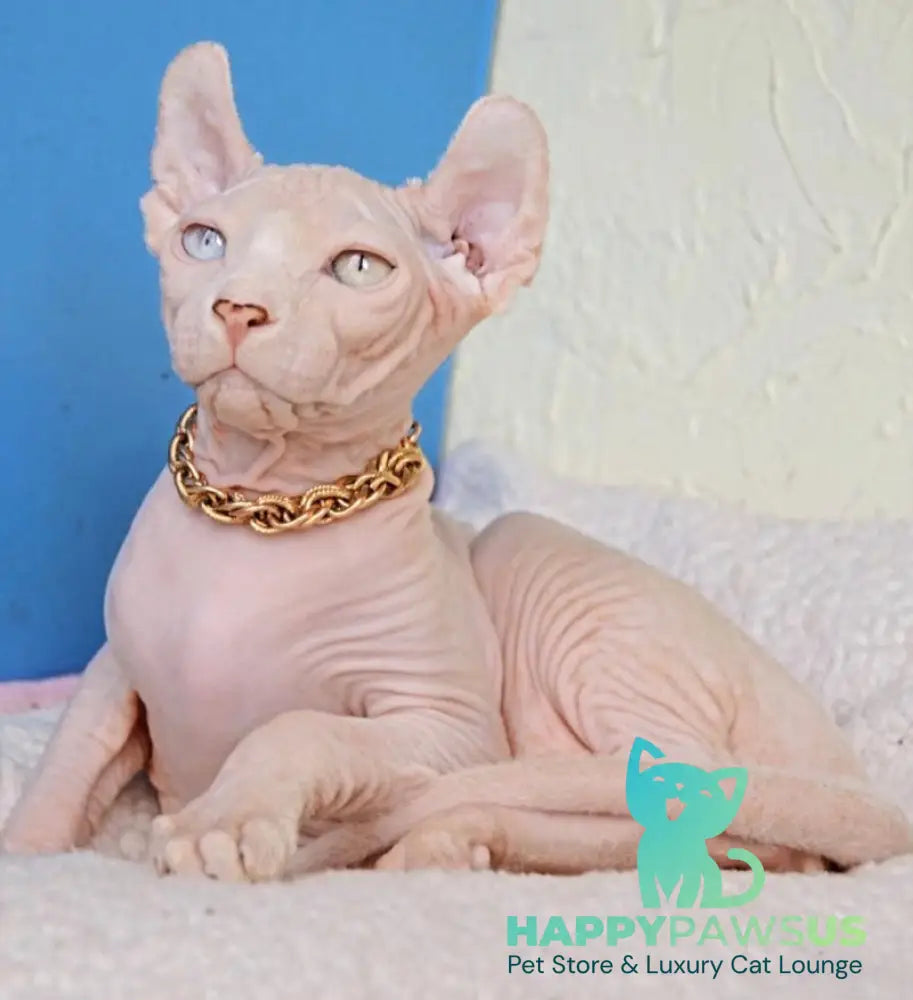 Ramzes Elf male white - live animals