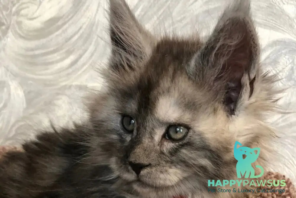 Randevu Maine Coon female black silver - live animals