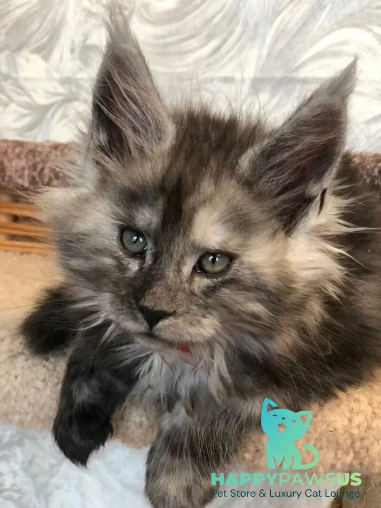 Randevu Maine Coon female black silver - live animals