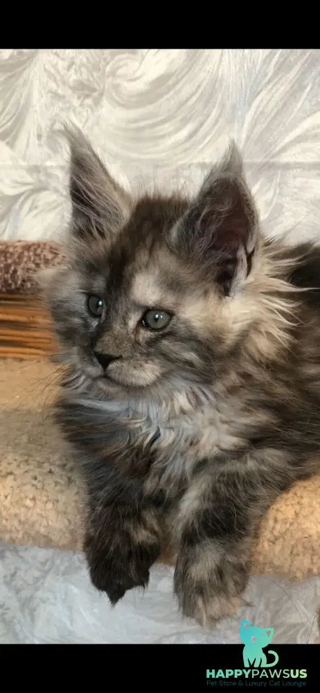 Randevu Maine Coon female black silver - live animals