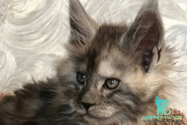 Randevu Maine Coon female black silver - live animals
