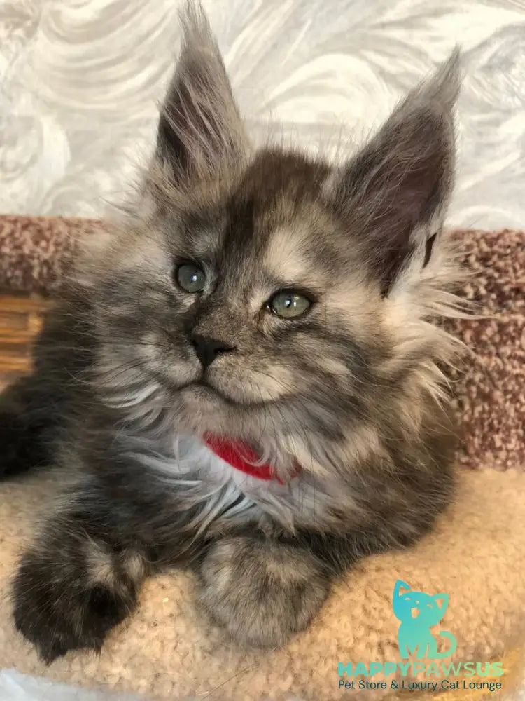 Randevu Maine Coon female black silver - live animals