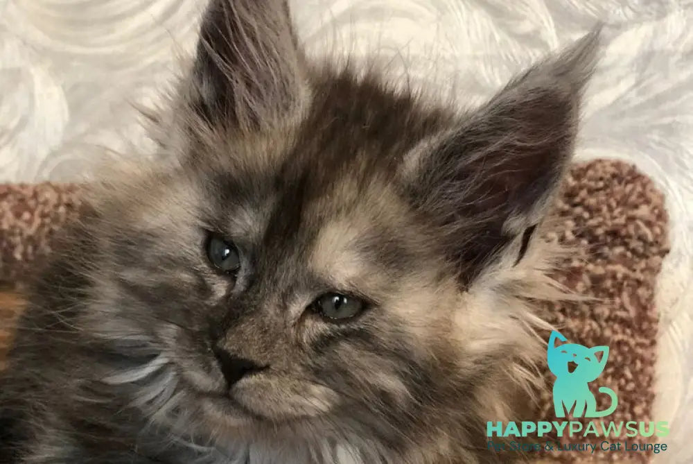 Randevu Maine Coon female black silver - live animals