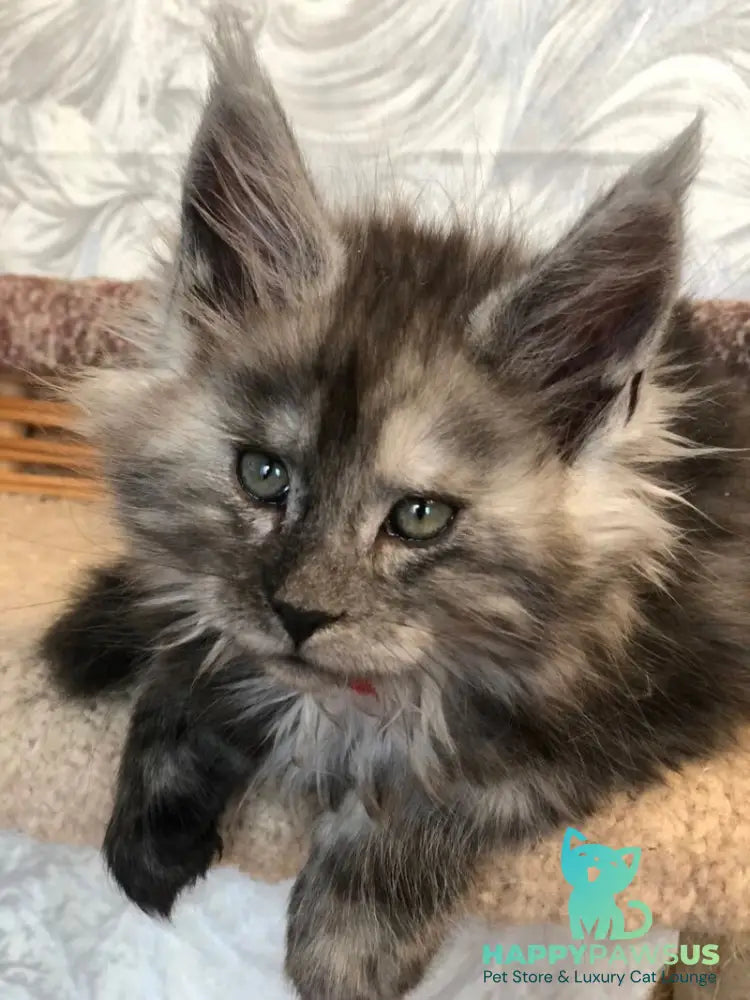 Randevu Maine Coon female black silver - live animals